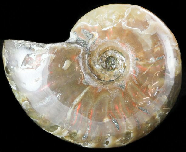 Flashy Red Iridescent Ammonite - Wide #45794